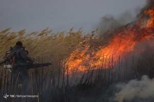 مهار آتش سوزی در تالاب میقان اراک