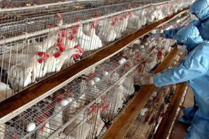 زنگ‌ خطر برای آنفلوانزای فوق حاد پرندگان به صدادرآمد