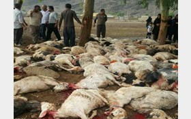 صاعقه ۱۰۵ راس گوسفند در ایذه را کشت