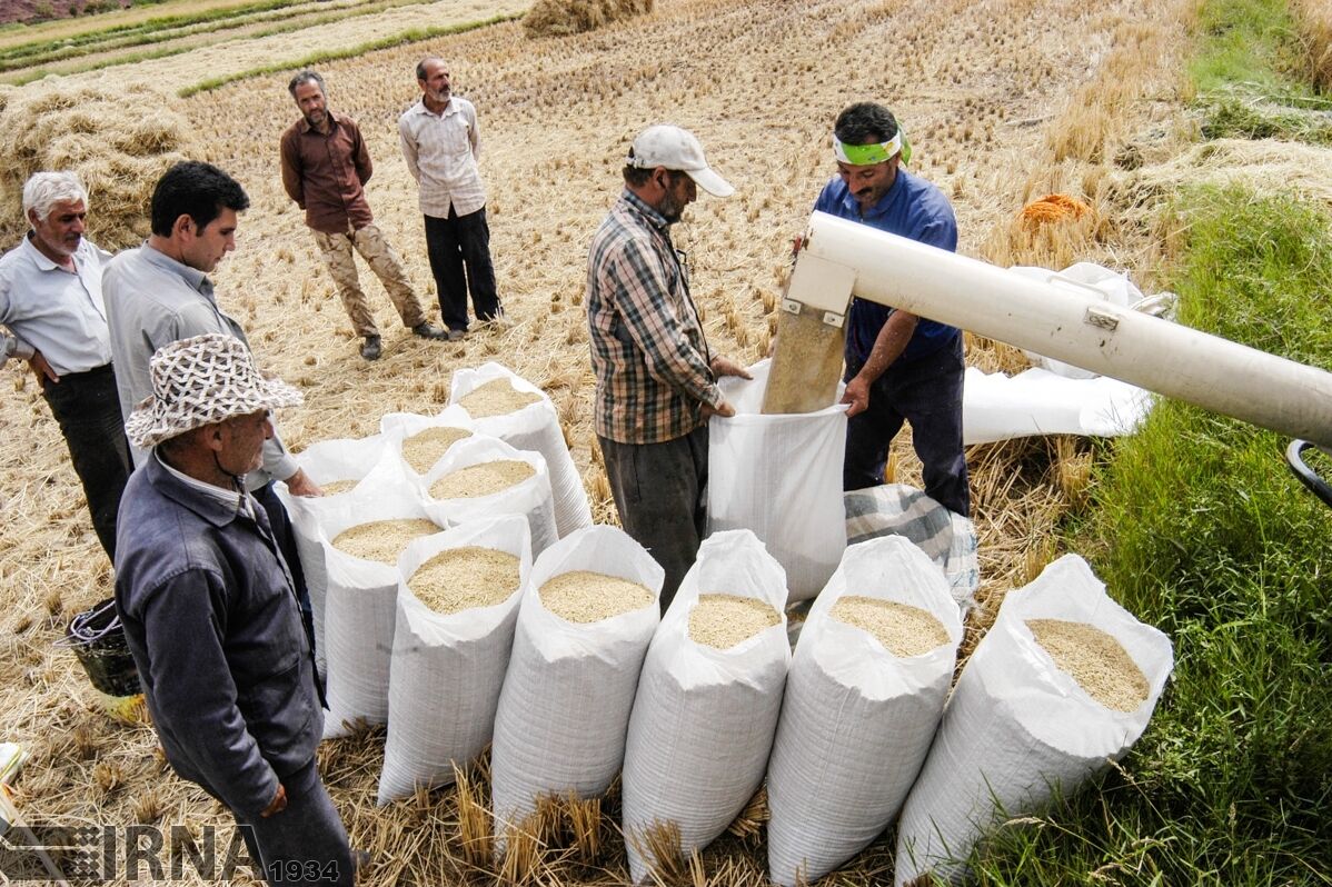 برداشت برنج در شوشتر آغاز شد