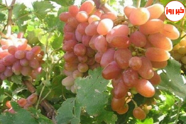 گردش مالی تولید انگور در زنجان ۷۵۰ هزار میلیارد تومان است
