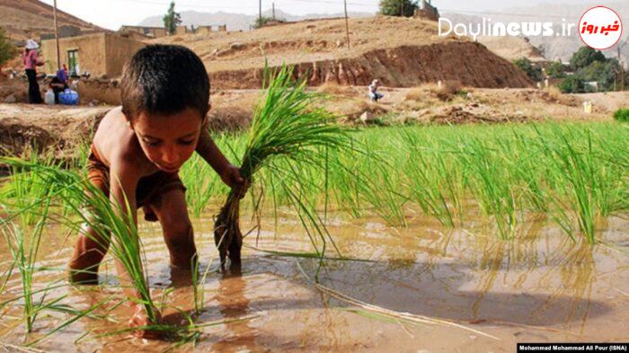 «اجاره هزاران هکتار» برای کشت برنج در خوزستان با وجود هشدار درباره بحران آب