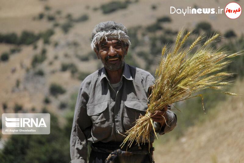 رضایت کشاورزان از رشد ۱۴۳ درصدی نرخ خرید گندم توسط دولت سیزدهم