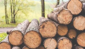 افزایش ۲۲ درصدی قاچاق چوب