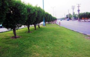 عضو شورای اسلامی شهر اهواز:یکبار برای همیشه تکلیف درخت کنوکارپوس روشن شود
