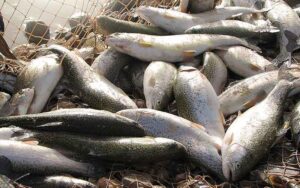 قیمت انواع ماهی امروز ۲۰ مهر