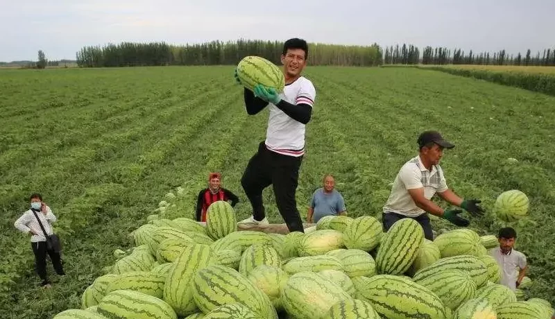 چرا چین به‌رغم کم‌آبی هندوانه تولید می‌کند؟/ الگویی برای ارزآوری محصولات جالیزی