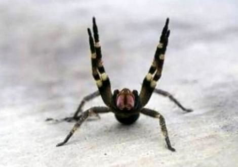 عنکبوتی که گزش آن باعث نعوظ طولانی و دردناک مردان می شود